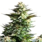 Preview: Amnesia Haze Photo (Photoperiodic Sativa)